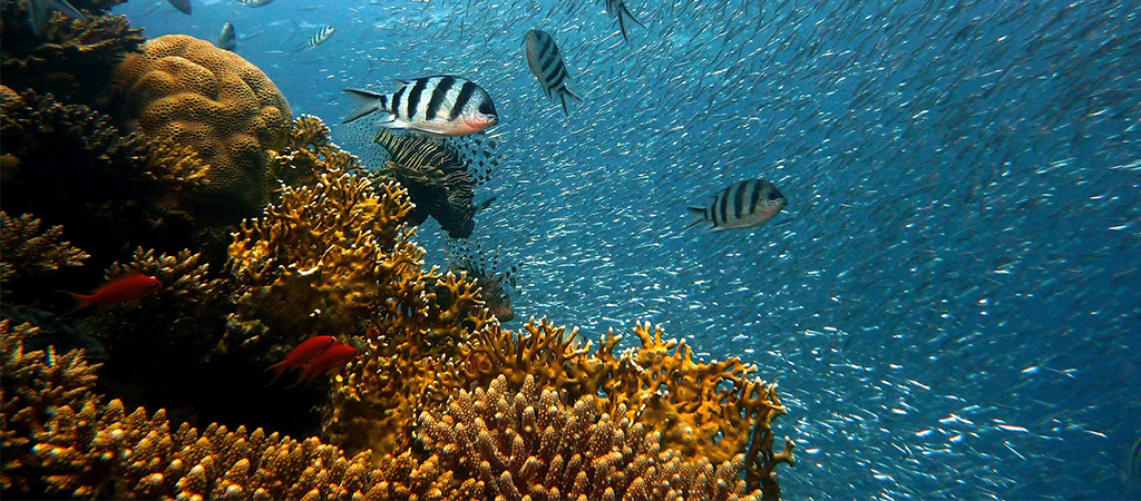 Recif de corail