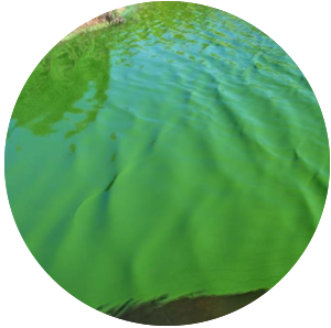 Microbia Environnement