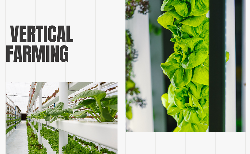 Vertical farming – An innovative and sustainable growing method