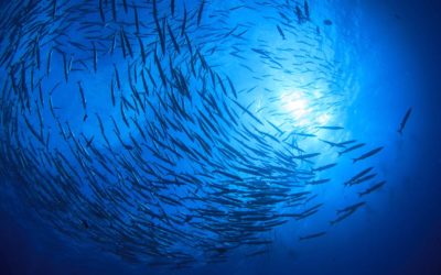 Les principales politiques et initiatives de l’UE liées à la gouvernance des océans