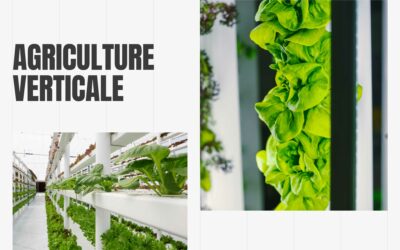 L’agriculture verticale – Un mode de culture innovant et durable