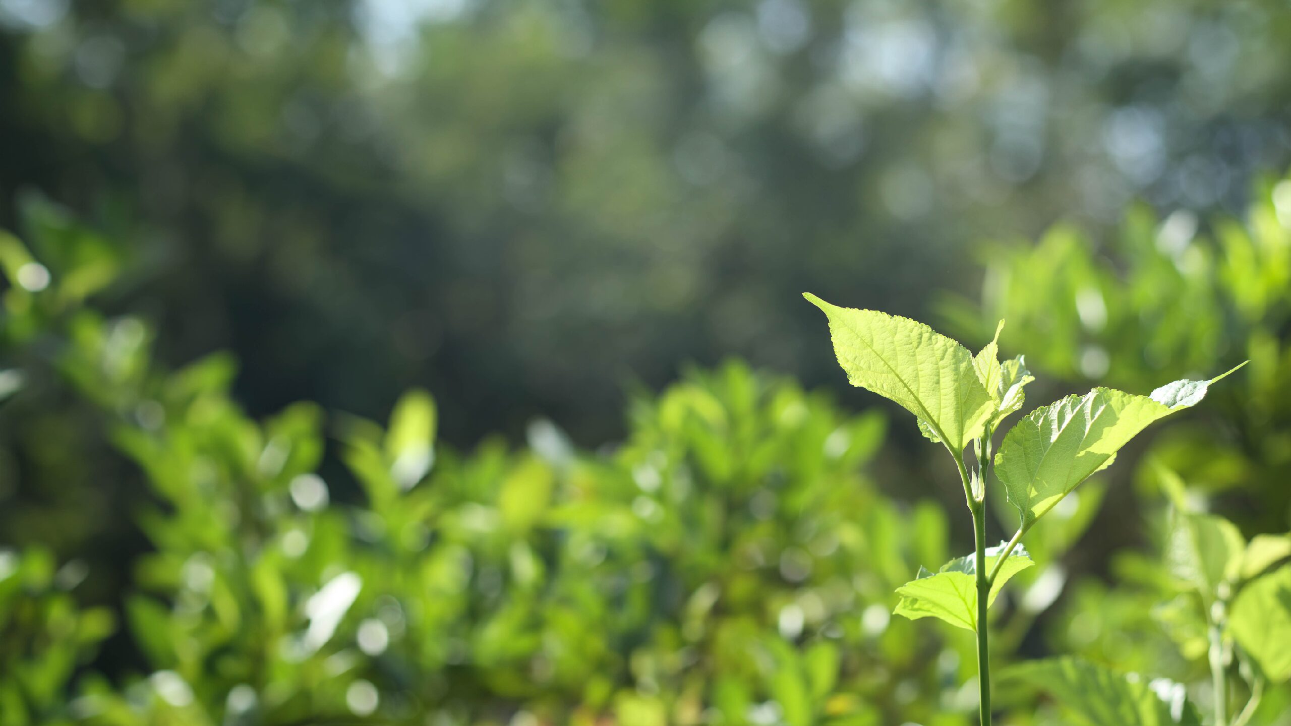 Deux nouveaux rapports majeurs de l’IPBES