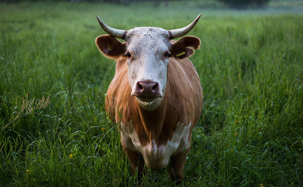 Cow
